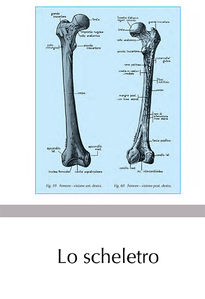 Lo scheletro