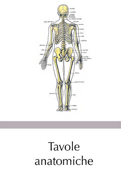 Tavole Anatomiche